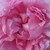 Pink - English rose - Ausglisten